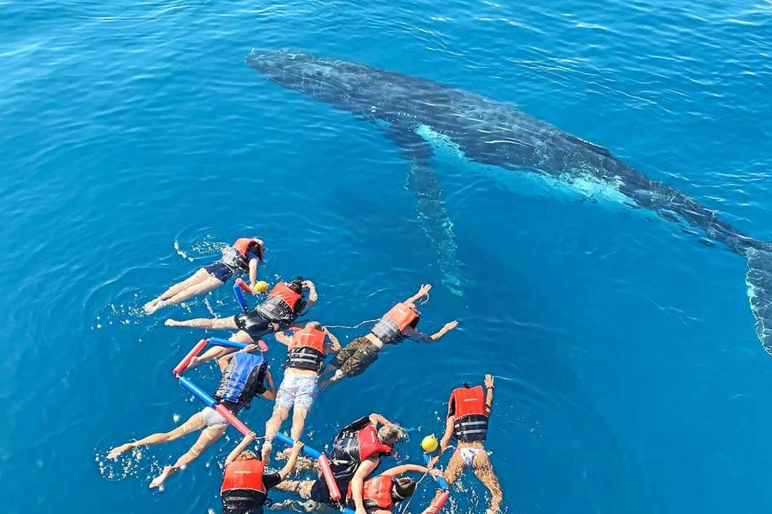 LET'S GET UP CLOSE AND PERSONAL TO A HUMPBACK WHALE'S SKIN